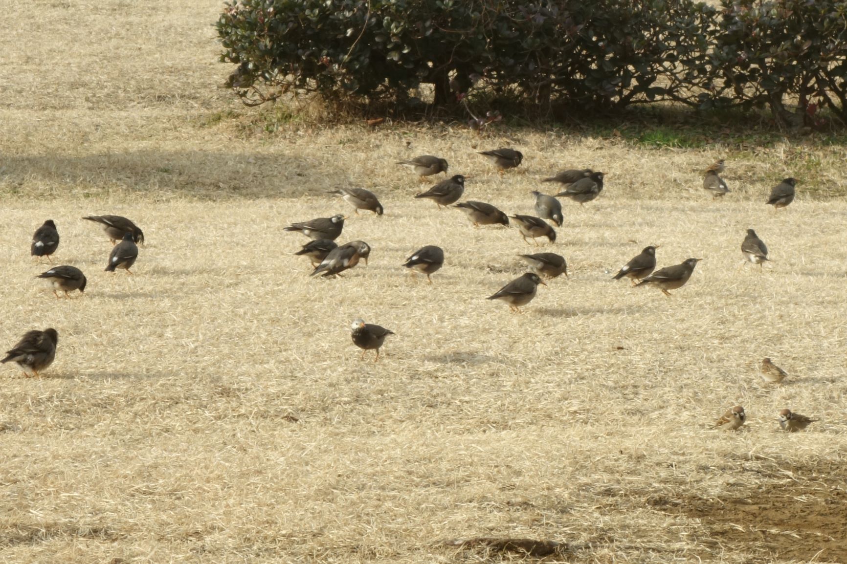 色々な鳥が集まっている…