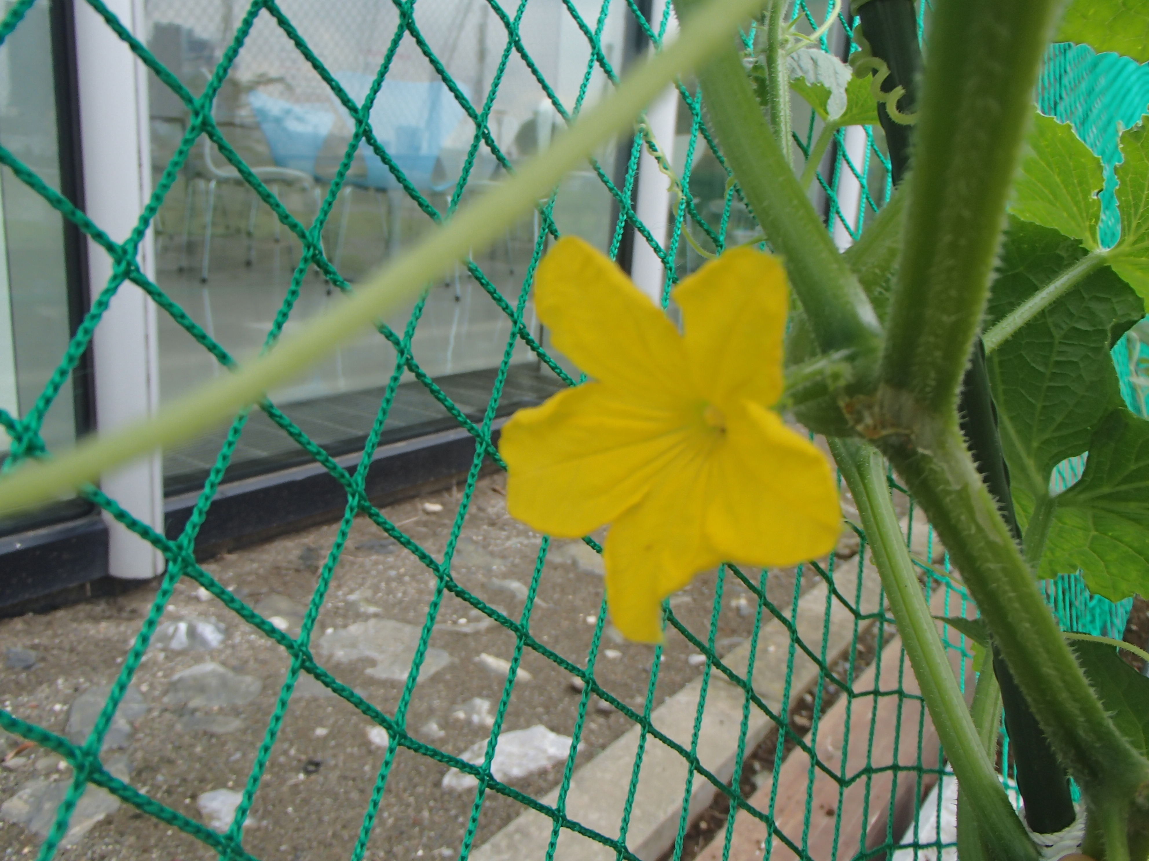 東京ガス がすてなーに がすてなーにブログ 野菜の花と 花粉の運ばれ方