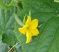 東京ガス がすてなーに がすてなーにブログ 野菜の花と 花粉の運ばれ方