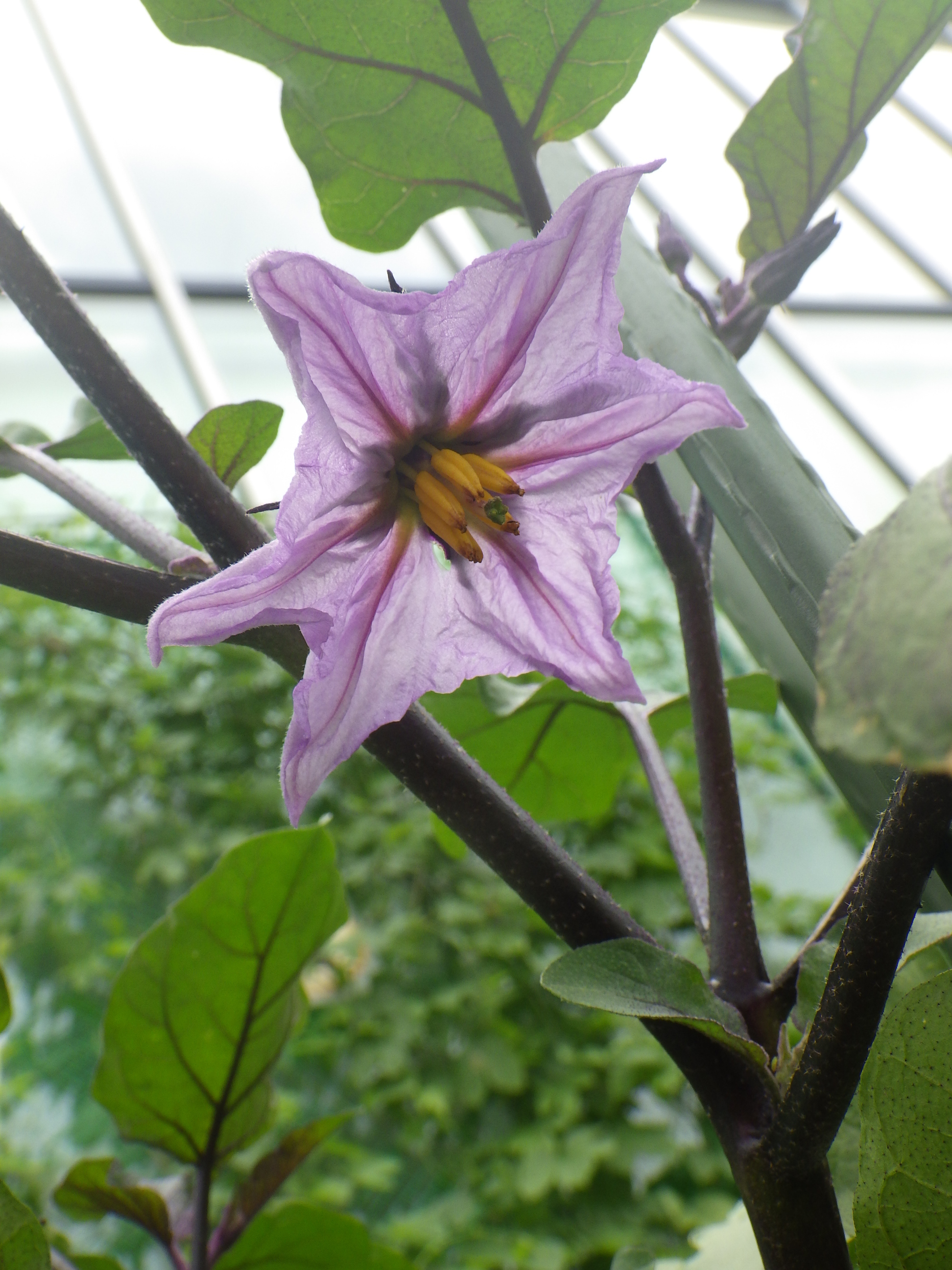 東京ガス がすてなーに がすてなーにブログ 野菜の花と 実の付き方