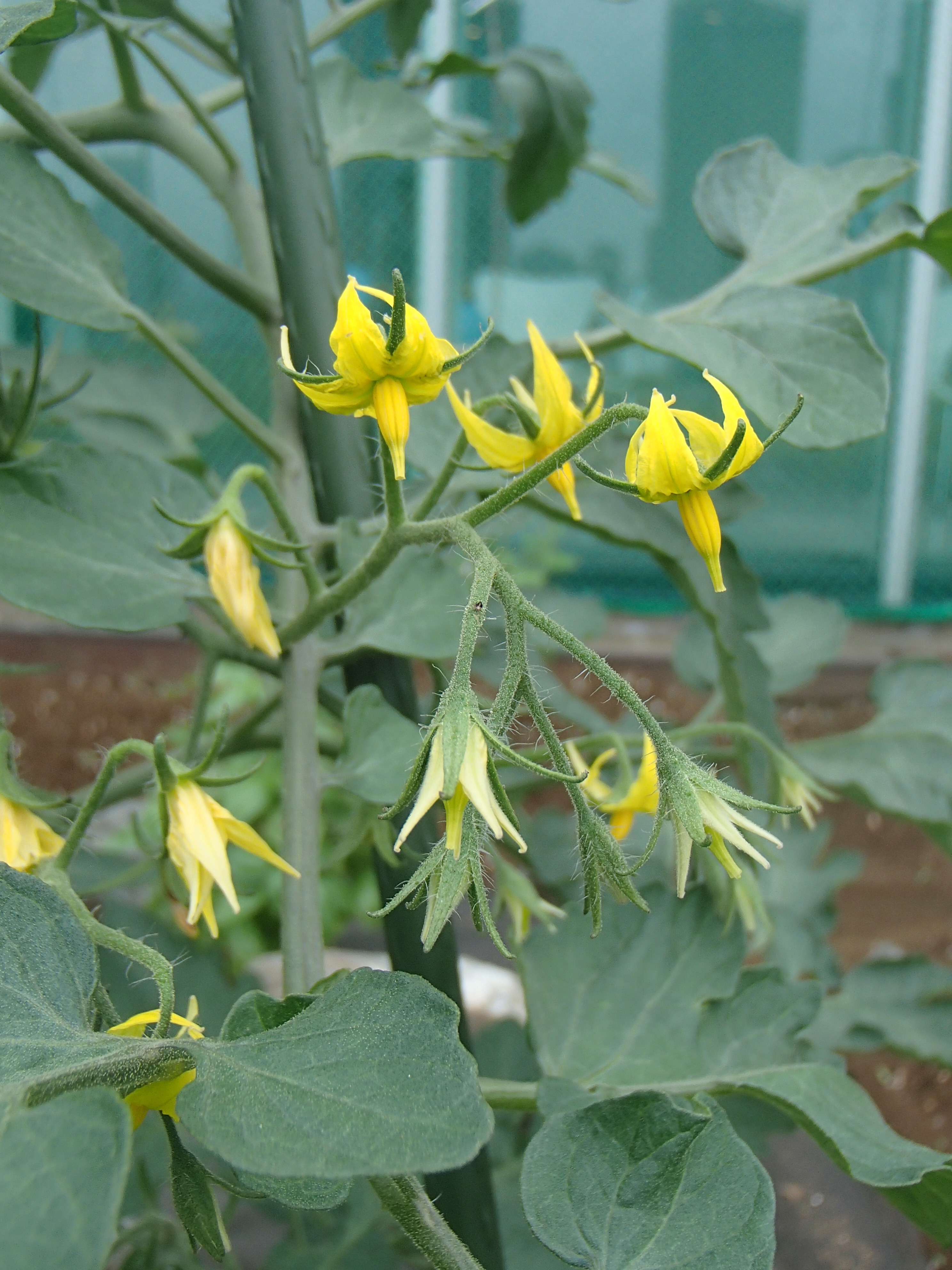 東京ガス がすてなーに がすてなーにブログ 野菜の花と 実の付き方